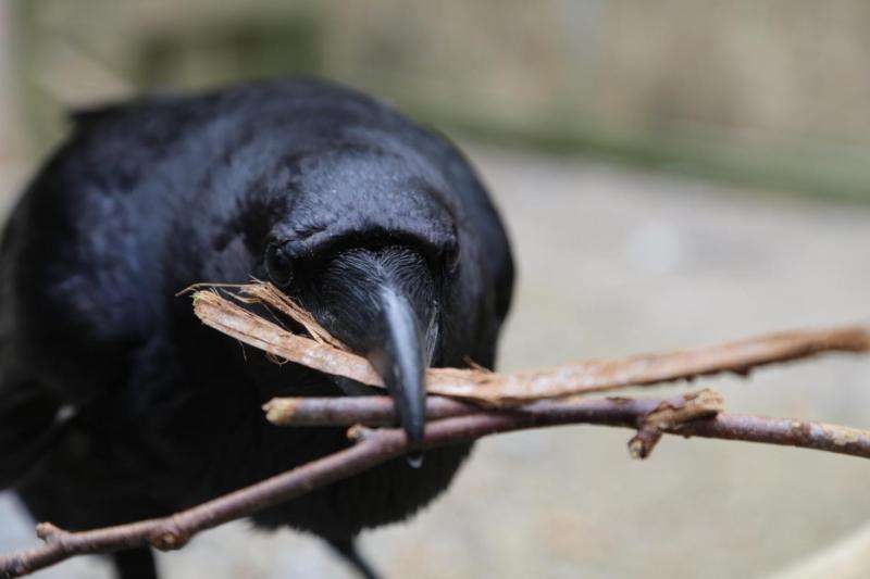 Ravens cooperate -- but not with just anyone