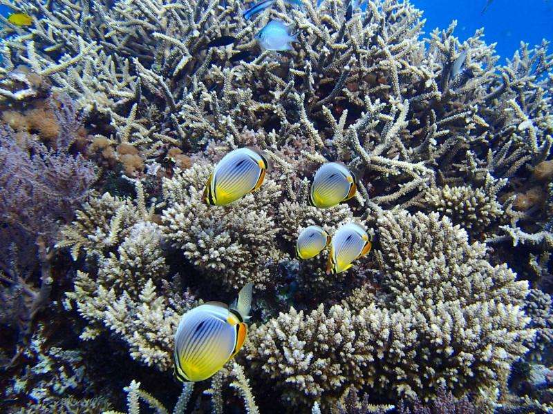Recipe for saving coral reefs: Add more fish