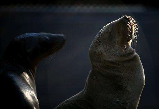 Recovering sea lion pups are seen at the Marine Mammal Center in Sausalito, California
