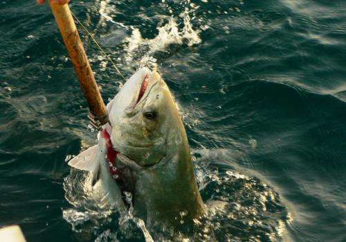 Recreational fishing in the Mediterranean is more harmful than previously thought