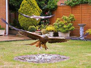 Red kites ‘commute’ into suburbs to be fed