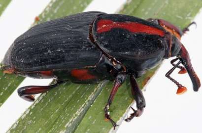 Red palm weevils can fly 50 kilometers in 24 hours