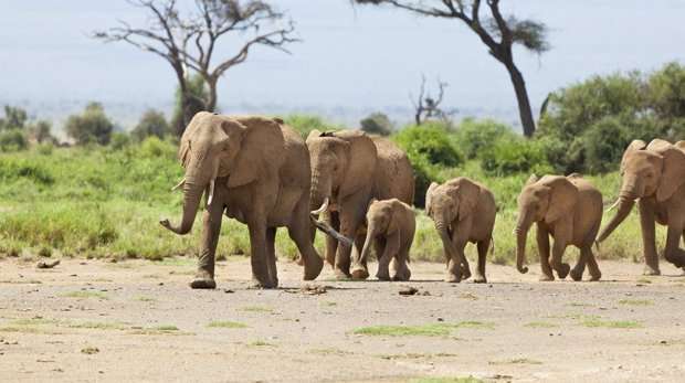 Reduce elephant poaching through communal land ownership