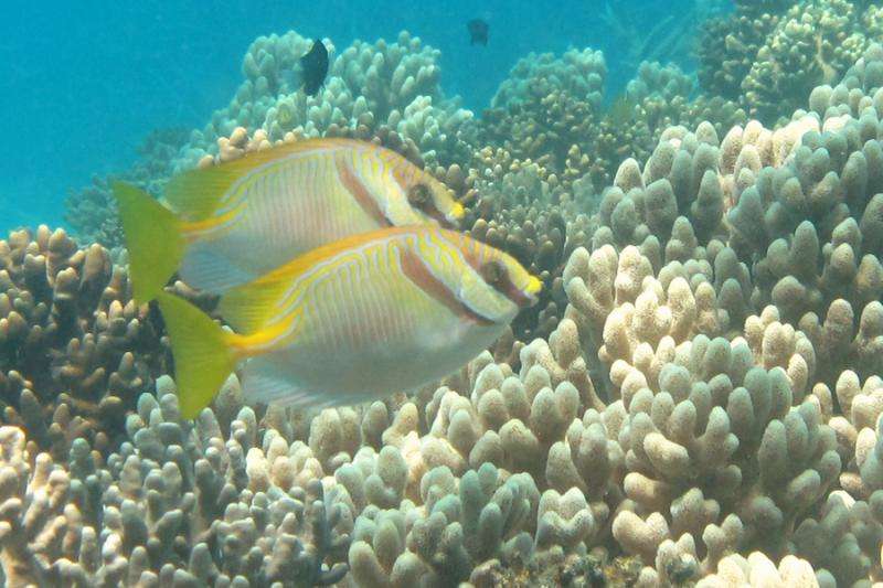 Reef fish study reveals migratory mateship