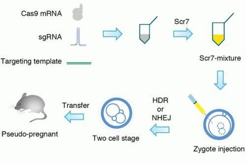 Refined CRISPR/Cas genome editing accelerates generation of transgenic mice