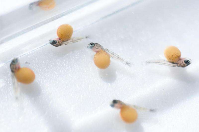 Regrow a tooth? Fish -- yes; humans -- maybe some day