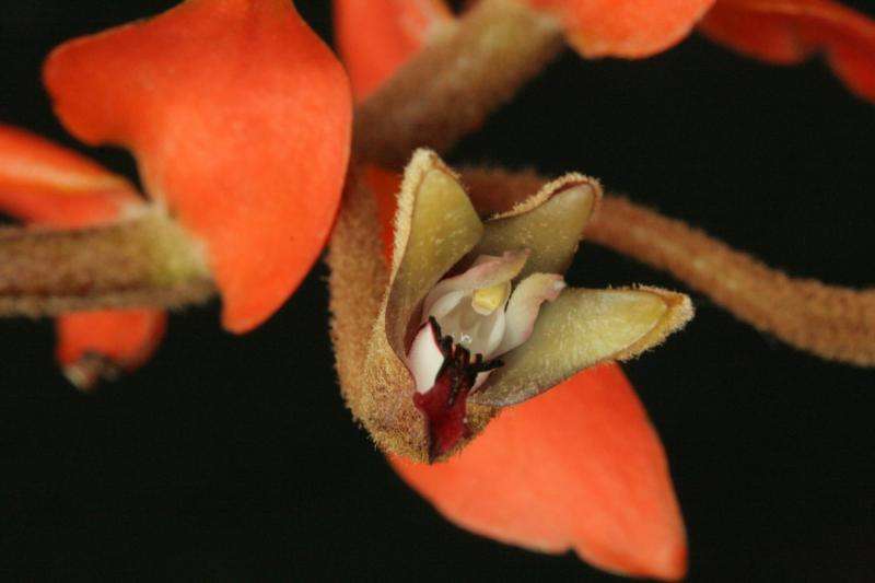 Report exposes Southeast Asia’s illegal orchid trade