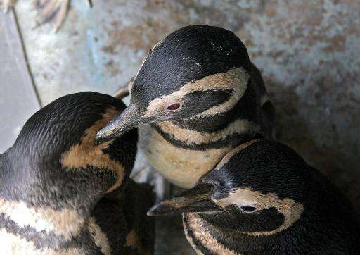 Rescued penguins wait to be fed on July 28, 2007, in the department Maldonado, Uruguay