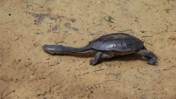 Rescued turtles turn up new parasite
