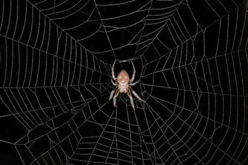 Research contradicts previous hypotheses about the evolution of orb weavers