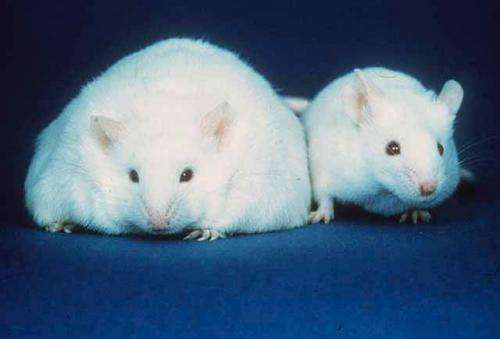 Researchers identify new genetic and epigenetic contributors to diabetes