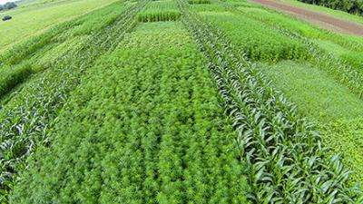 Research on industrial hemp continues to progress