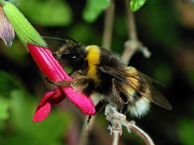 Research on “real-world” farms gives a clearer picture of how pollination works