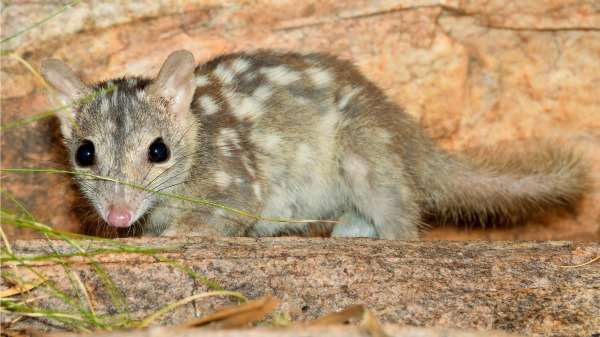 Research station to unlock Kimberley wildlife secrets