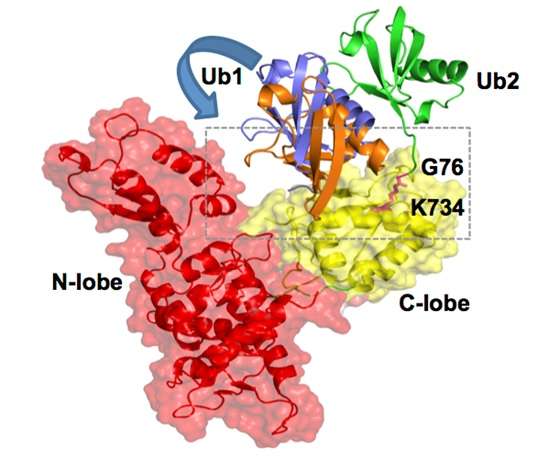 Research unravels new interactions affecting TGF-β pathway in humans
