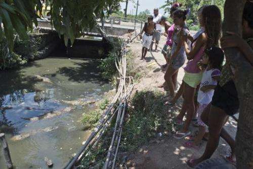 Residents of the Tereirao shantytown in Recredo dos Bandeirantes, western Rio de Janeiro, watch broad-snouted caimans swimming i