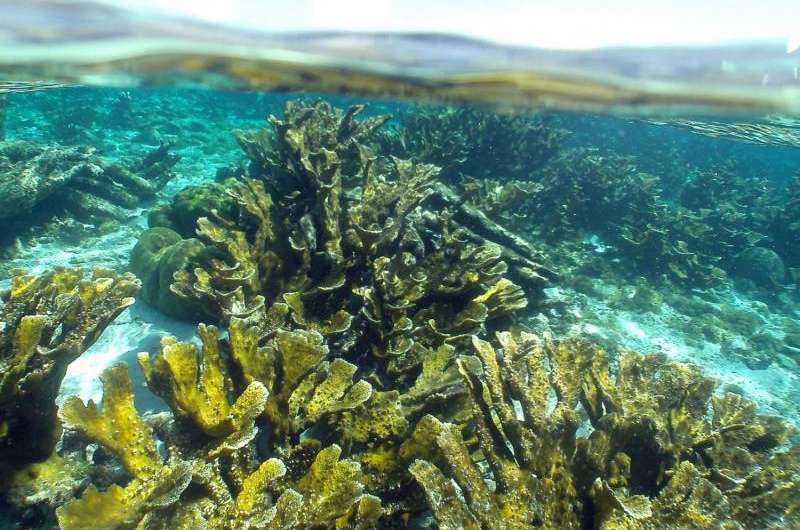 Response to environmental change depends on variation in corals and algae partnerships