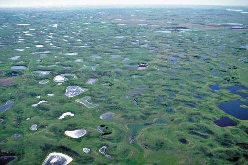 Rethinking wetland restoration: Smaller wetlands more valuable than previously thought