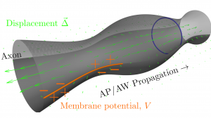 Revisiting the mechanics of the action potential