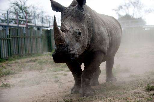 Rhino poaching has hit record levels in South Africa