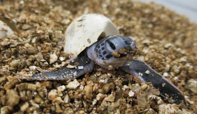 Rising seas could drown turtle eggs: new research