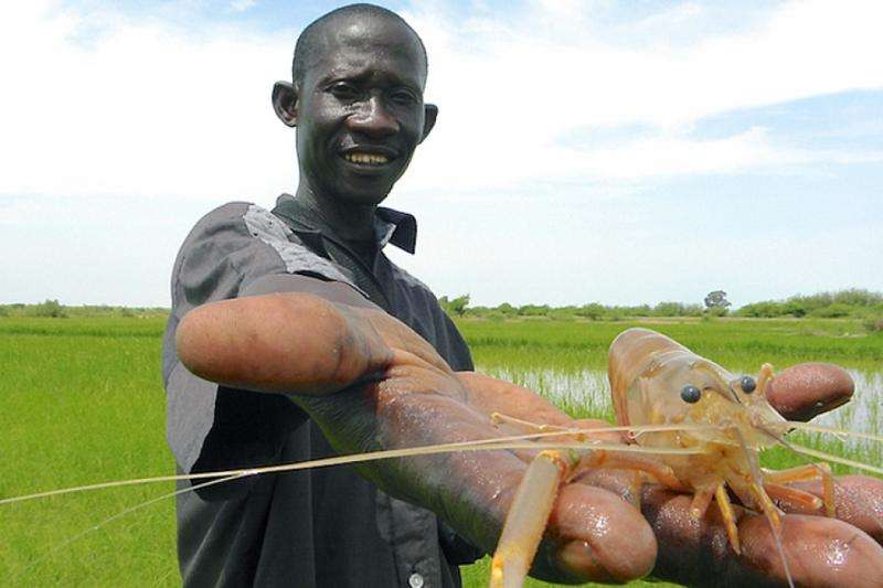 River prawns stop disease spread in West Africa