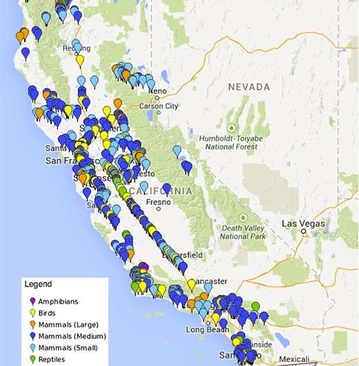 Roadkill hot spots identified in California