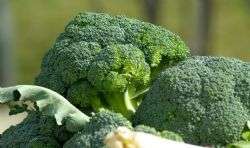 Robotic harvesting of broccoli could be coming to a field near you