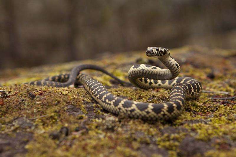 Rock theft destroying snake habitat