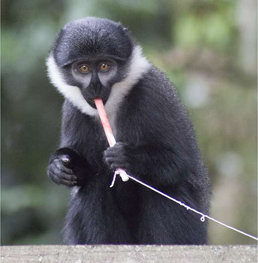 Rope-chewing technique an easy way to screen monkeys for disease