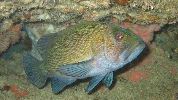 Rottnest marine sanctuaries inadequate for prized fish