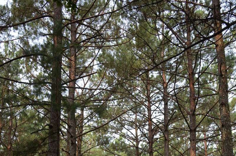 Rumors of southern pine deaths have been exaggerated, UGA researchers say