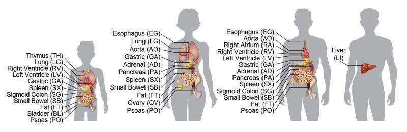 Salk scientists reveal epigenome maps of the human body's major organs