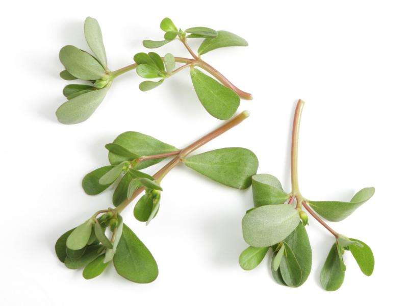 Salt-tolerant herb rich in antioxidant compounds