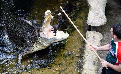 Saltwater crocodiles kill an average of two people each year in Australia