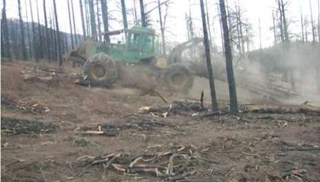 Salvaging the ecosystem after salvage logging
