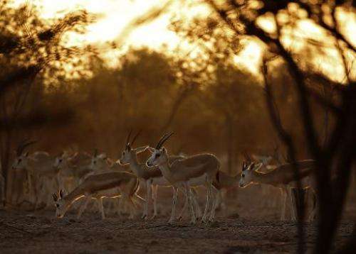 Sand Gazelles roam on Sir Bani Yas Island, one of the largest natural islands in the UAE
