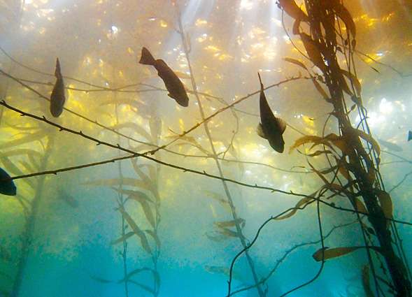 San Diego’s kelp forests are teeming with life