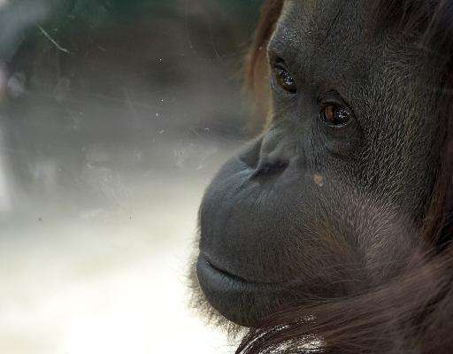 Sandra the orangutan was born at the Zoo Rostock in Germany in 1986 and was sent to Argentina in 1994