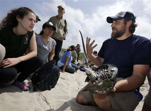 Saved from Sandy: Shorebird efforts are declared a success