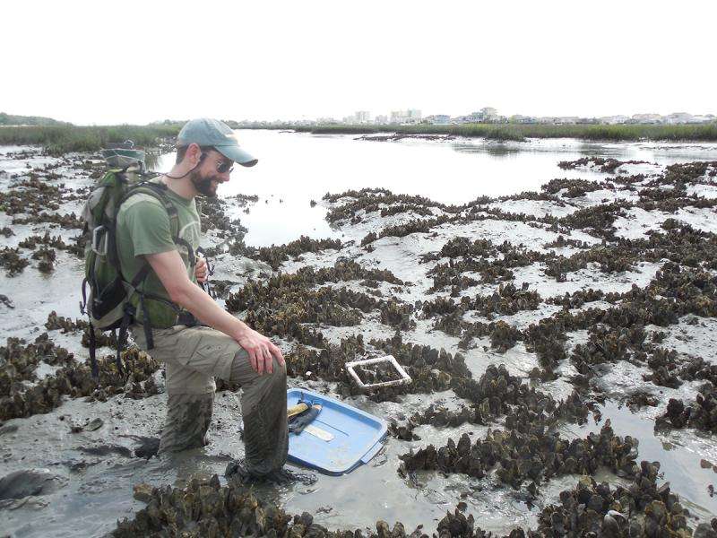 Saving oysters' future by digging up their paleo past