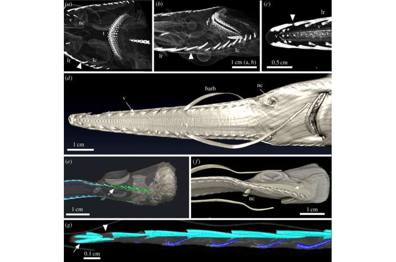 Scanning study suggests sawteeth in chondrichthyan likely not related to real teeth