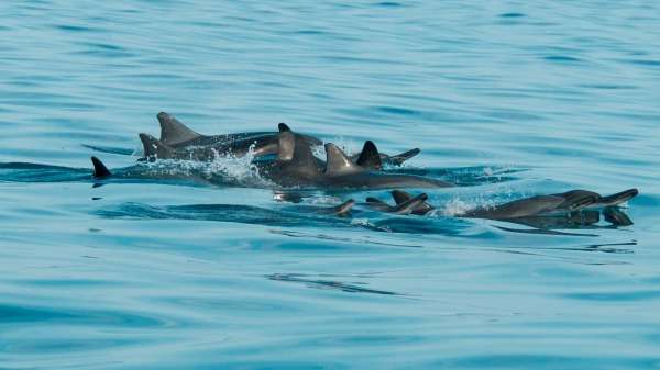 Scheduled bay closures proposed to protect Hawaiian spinner dolphins