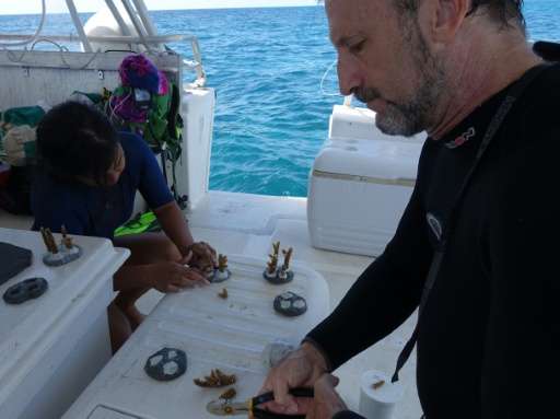 Scientist Diego Lirman (R) from the University of Miami, shows a volunteer how to make coral cookies, which will be nailed onto 