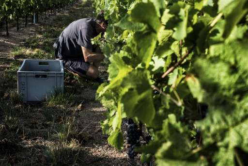 Scientists cut grapes in a French vineyard as part of a global warming program to develop solutions for wine production