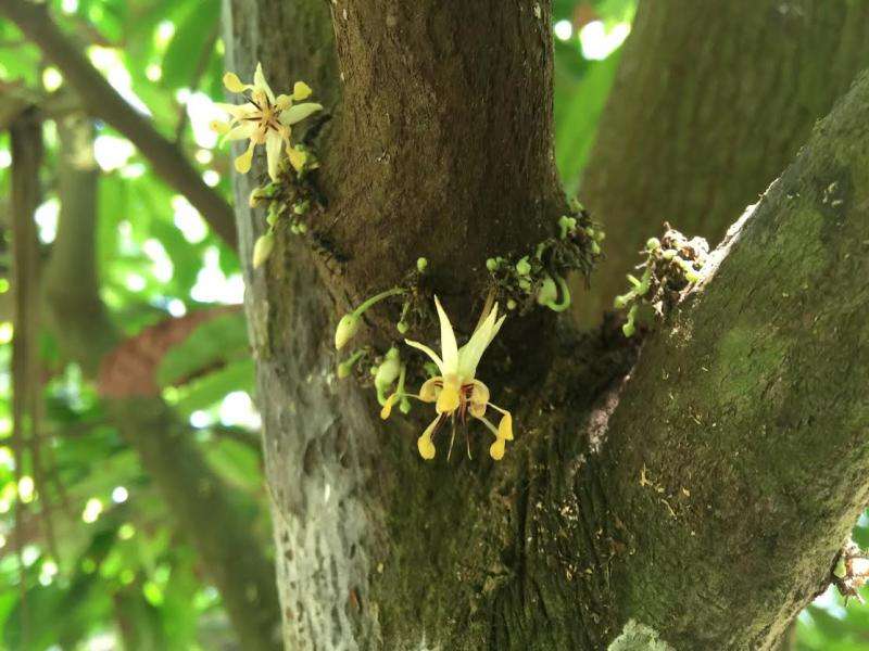 Scientists date the origin of the cacao tree to 10 million years ago