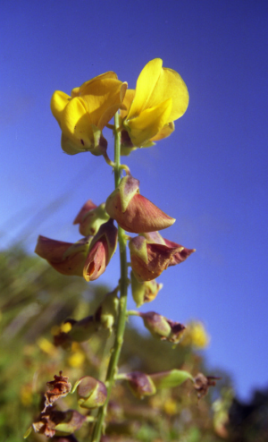 Scientists discover mechanics of poison production in crotalaria herbaceous plants