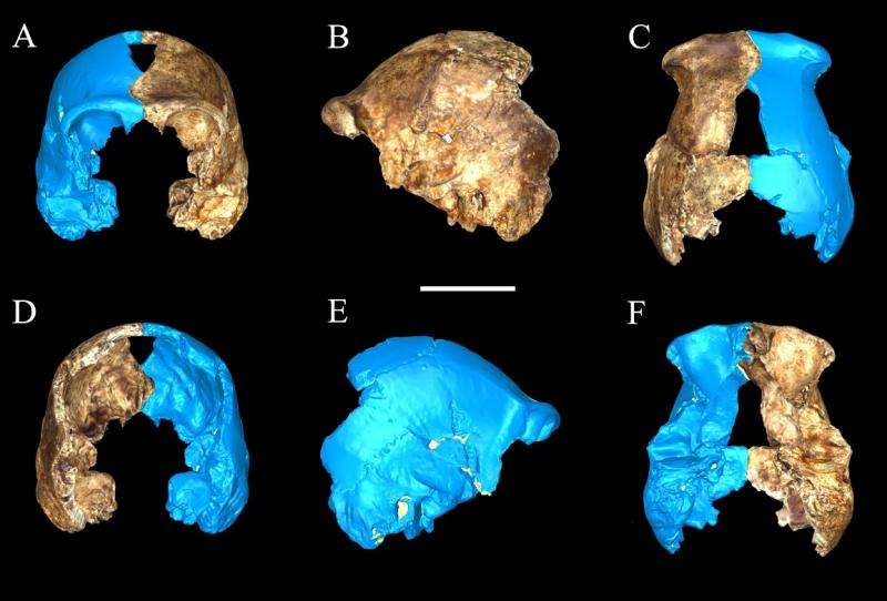 Scientists from CU Denver, CU Anschutz help discover new ancient ancestor