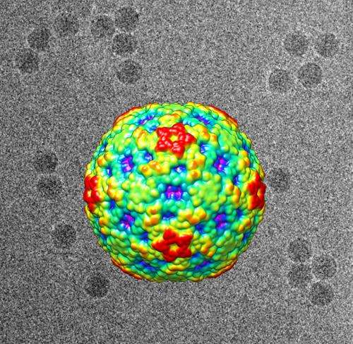 Scientists link unexplained childhood paralysis to enterovirus D68