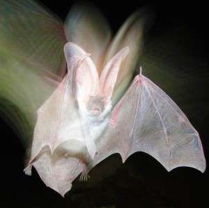 Scientists measure bat populations in post-wildfire habitats